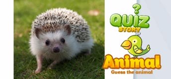 Quiz Story - Animal